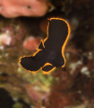   Pinnate Spadefish small juvenille Platex Pinnatus Indonesia  